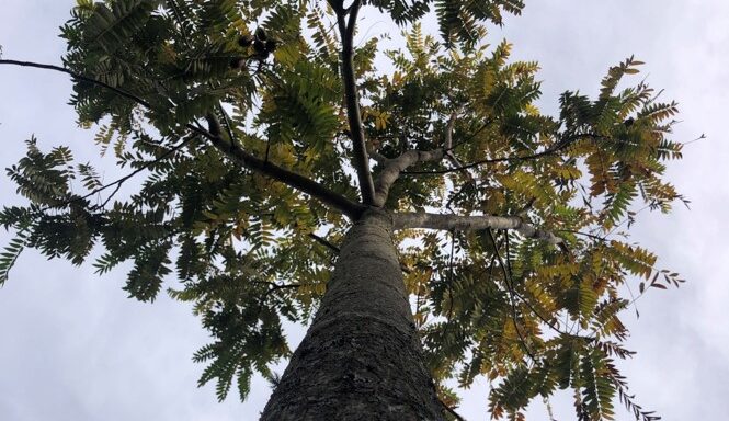 Co2 neutral: Grupo Traslada plantará 500 árboles en las Yungas Tucumanas