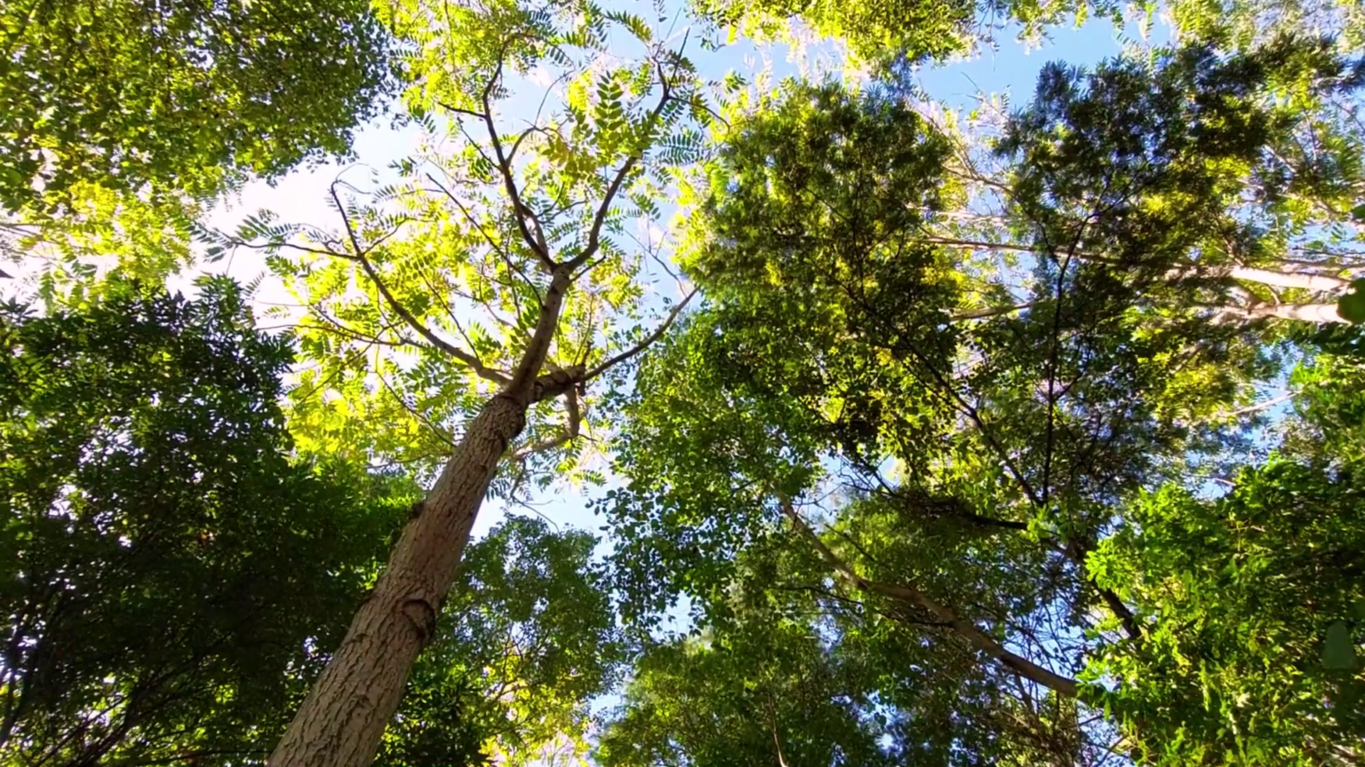 Empresas carbono neutrales: una tendencia que se impone en Argentina