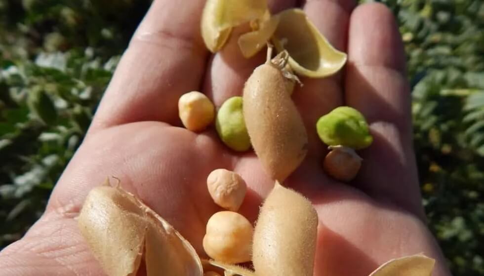 Trazabilidad de los cultivos: caso de éxito en la producción de garbanzo de exportación