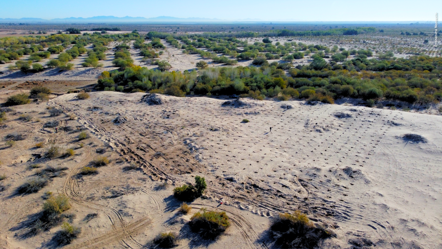 Empresa de transporte de mercancías anuncia proyecto de reforestación