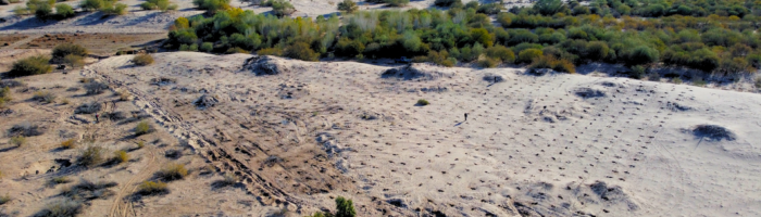 Empresa de transporte de mercancías anuncia proyecto de reforestación