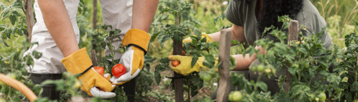 Los productores agrícolas podrán compartir información productiva
