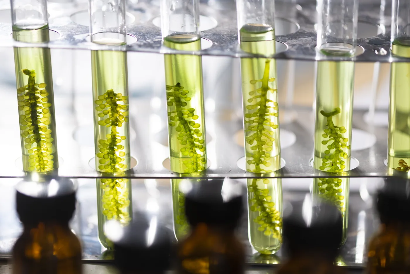 Aumentan los precios de los biocombustibles y se anticipa un impacto en surtidores para marzo