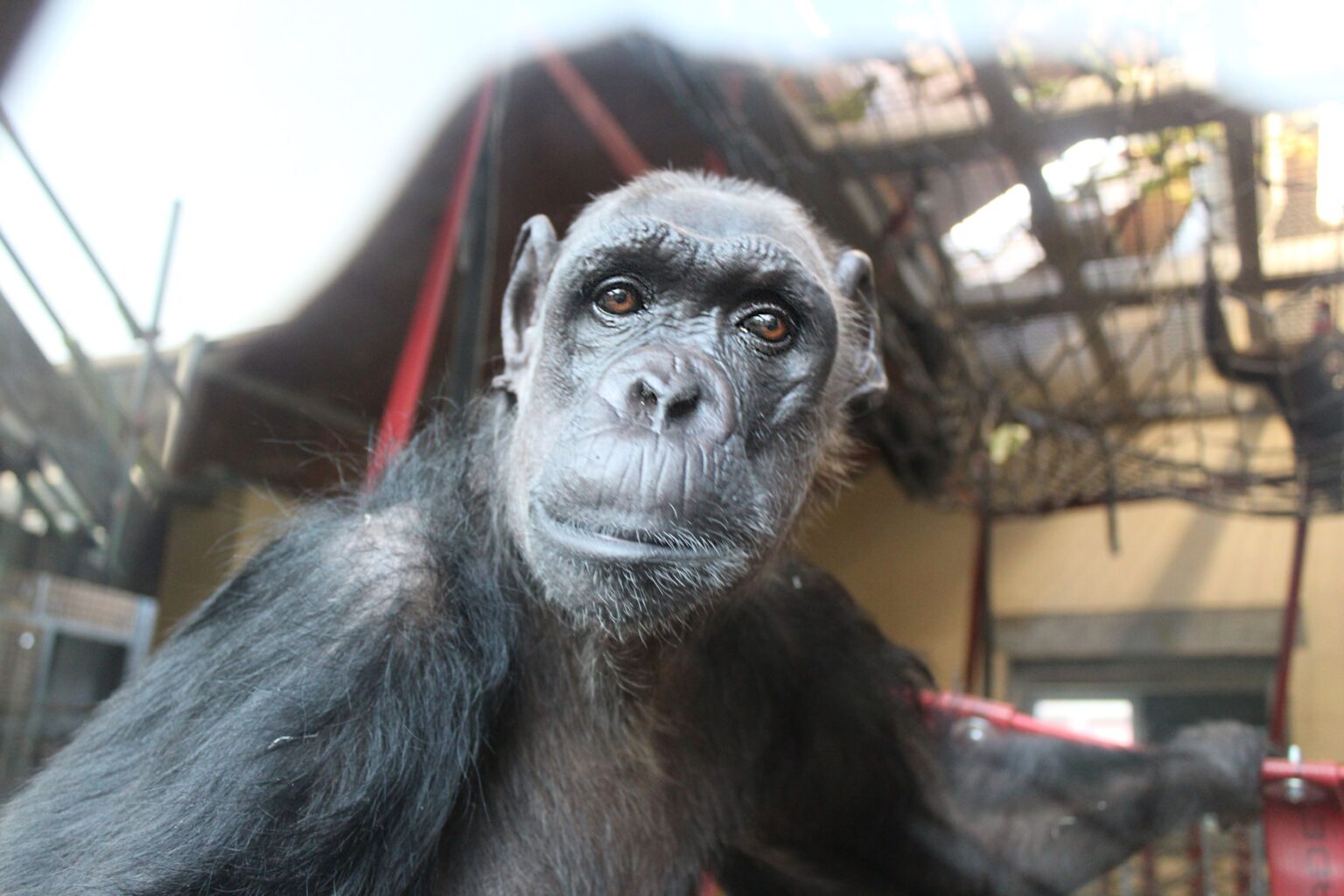 Logística extraordinaria: los cargamentos más inusuales de 2024