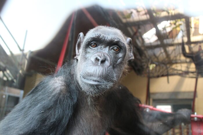 Logística extraordinaria: los cargamentos más inusuales de 2024