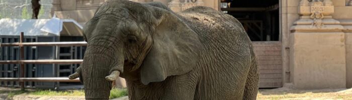  Traslado de animales: 5 claves para una operación logística exitosa