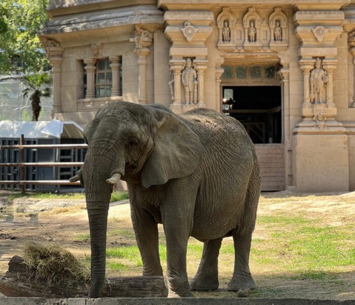  Traslado de animales: 5 claves para una operación logística exitosa