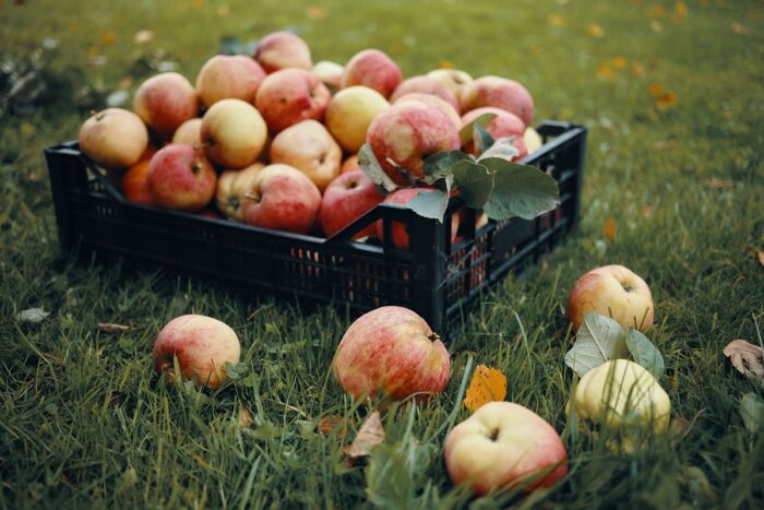 Tecnologías inteligentes para reducir pérdidas en frutihorticultura