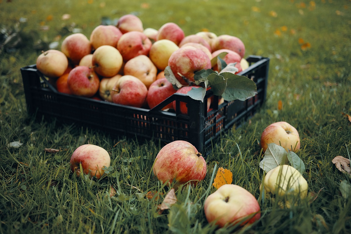 Tecnologías inteligentes para reducir pérdidas en frutihorticultura