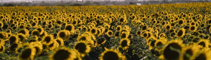 Aceite de girasol: FOB en alza y exportaciones récord