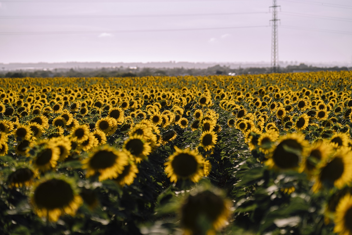 Aceite de girasol: FOB en alza y exportaciones récord