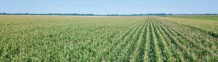 Biológicos en el cultivo: eficiencia que se traduce en rentabilidad real