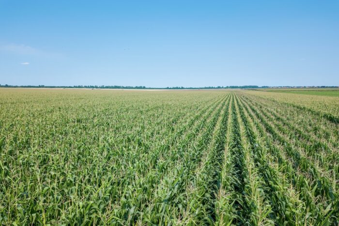 Biológicos en el cultivo: eficiencia que se traduce en rentabilidad real