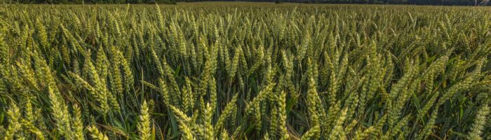 Récord exportador para el trigo argentino