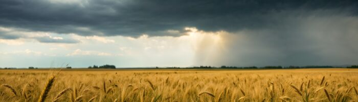 El Niño: cómo preparar los patios de acopio para evitar pérdidas