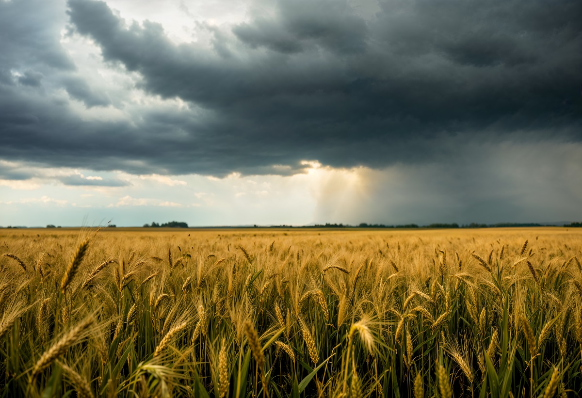El Niño: cómo preparar los patios de acopio para evitar pérdidas